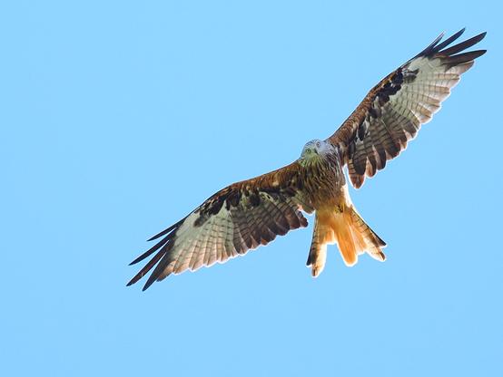A red kite in flight photographed from below.