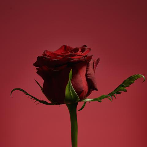 Red rose on a red background.