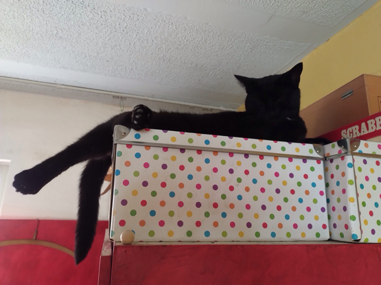 Op een hoge rode kast staat een witte kartonnen doos met een bolletjespatroon in pastelkleuren. Daarbovenop ligt een zwarte kat schuin op haar rug. Haar voorpoten en achterpoten zijn gestrekt, de achterpoot en staart steken ver over de doos uit. Haar hoofd is iets omhooggeheven. Ze maakt een hele rustige nonchalante indruk.