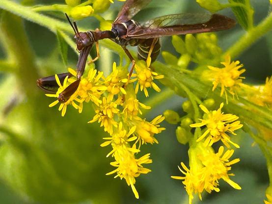 A closeup of some goldenrod flowers, on which is perched an insect whose front half looks like a praying mantis and whose back half looks like a wasp.