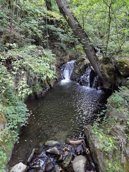 Foto de gorg petit envoltat de vegetació