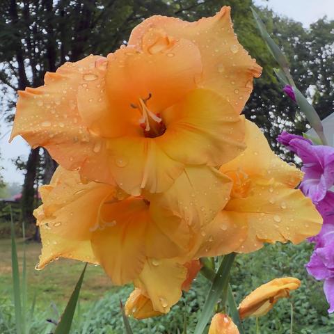 Orange gladiolus flowers