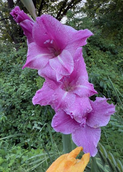 Purple textured gladiolus flowers