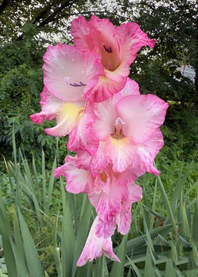 Pink gladiolus flowers