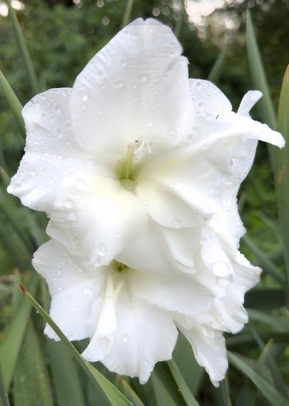 White gladiolus flowers