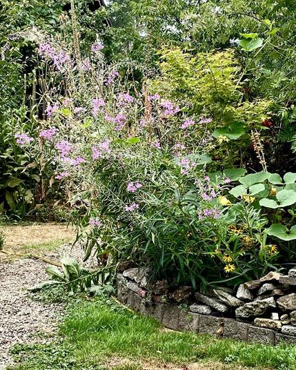 A colour photograph featuring a spray of fireweed, squash leaves, and rudbeckia behind a low, ramshackle wall of blocks. A gravel path winds its way in front of the wall.