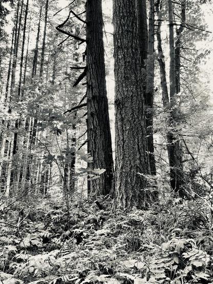 A black and white photograph of two large trees, surrounded by much younger trees. Most of them also Douglas Firs. In the foreground, a mix of underbrush, including Oregon Grape and a variety of ferns.