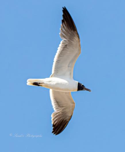 "A laughing gull (Leucophaeus atricilla) soars overhead, suspended in a stretch of clear blue sky that offers no distraction—just open air and motion. Its wings are fully extended, long and graceful, revealing a striking contrast: crisp white feathers along the body and inner wing, edged in bold black at the tips like ink brushed onto a canvas.

The gull’s black head gleams slightly in the sunlight, giving it a sleek, almost formal appearance—like it’s dressed for flight in evening wear. Its beak is pointed forward, eyes alert, and the posture suggests effortless command of the air. There’s no blur, no rush—just a moment of perfect suspension, as if the bird paused mid-glide to let the world admire its form.

The image captures not just movement, but intention. The gull isn’t flapping or diving; it’s riding the wind with quiet confidence, a master of its element. The sharp focus reveals every feather’s edge, every curve of wing and tail, making the scene feel both intimate and expansive." - Copilot