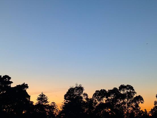 morning sky above the trees outside my house