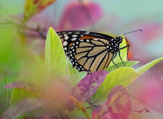 A monarch butterfly seen from the side resting amidst a clump of bright yellow-green leaves and pink flowers. The butterfly is in focus but most of the flowers are very soft creating a dream-like appearance.