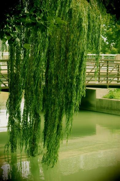 A medium shot of long thin tree branches hanging down over the channel water is toned in a green retro-colour. In the background is a small bridge for visitors to walk over to the fields on the other side.