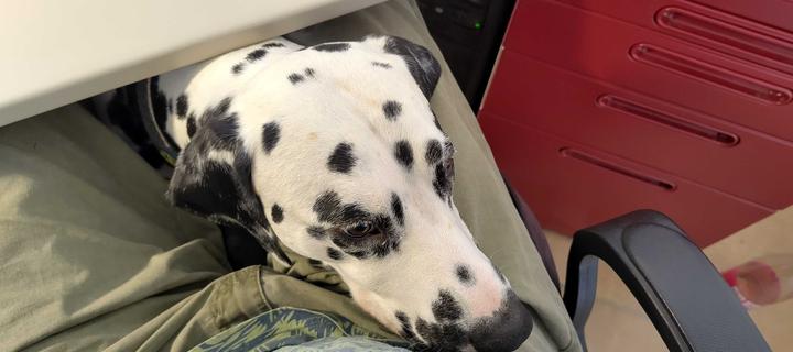 Dalmatiner Willi hat seinen Kopf auf meinem Schoß geparkt.
