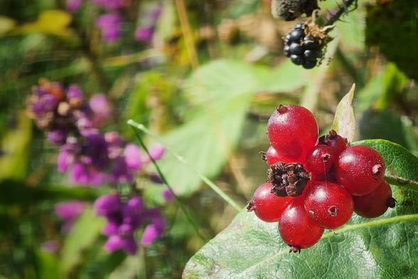 A close-up shot of a cluster of bright red wild berries, possibly redcurrants, with a single brown leaf attached. In the soft-focus background, there are green leaves, a branch with a few dark blackberries, and some purple flowers. The lighting is bright and natural, highlighting the glossy texture of the berries.