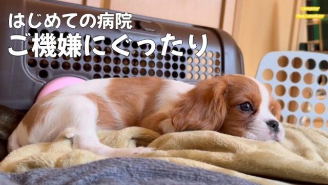 はじめての病院、お腹いっぱいで帰ってきて家ではぐっすり…なのかな？ / 回顧録 #14【北海道暮らし キャバリア 子犬】