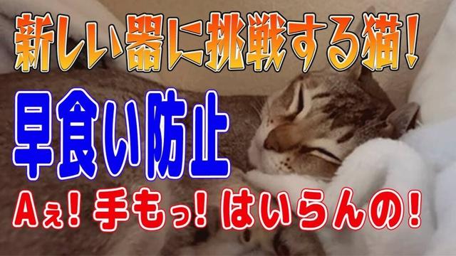 【シンガプーラ】新しい皿に挑戦する猫！早食い防止！Aぇ！手もっ！はいらんの！#singapura #cat #animals