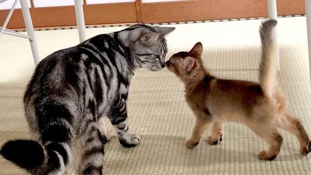 ソマリの子猫を迎え入れ2日、先住猫のアメショーのお兄さんっぷりに涙…