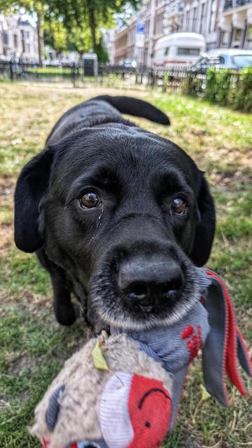 Black Labrador dog with a soft squeaky toy in its mouth.