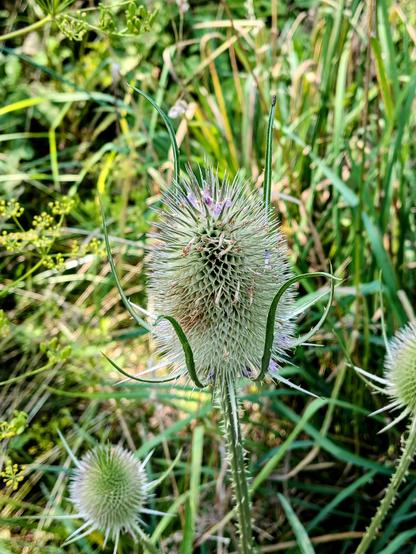 Close-up of a wild teasel plant with a dense cluster of spiny bracts and small purple flowers beginning to bloom at the top. The background is a blur of green grass and foliage, drawing focus to the plant’s intricate texture and sharp details.