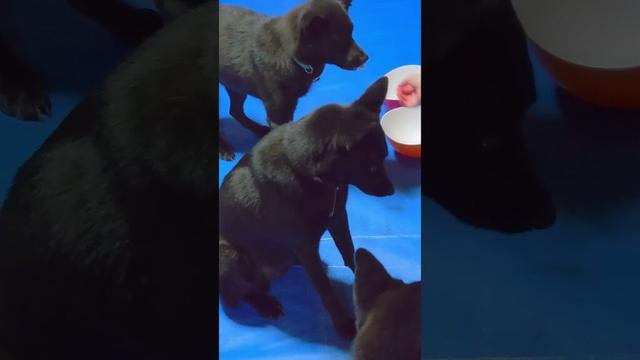 【甲斐犬】久しぶりに芋あげた！