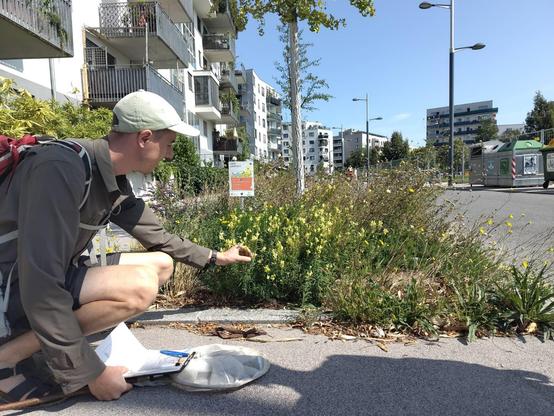 Ein Mann mit Kappe und Rucksack hockt neben dem SeeStadtgrün Wildblumenstreifen. Eine Hand ist in den Blumen, die andere hält ein beschriftetes Blatt Papier