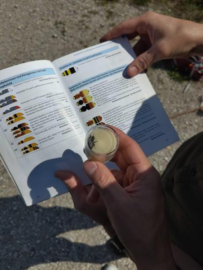 Bild einer Hummel in einem Bestimmungsglas. Dahiner sieht man einen Bestimmungsführer.