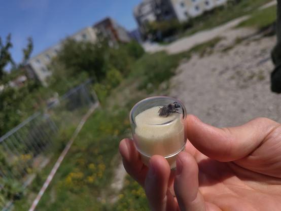 Bild von einer Hummel in einem Bestimmungsglas. Im Hintergrund sieht man Grünstreifen und Mehrfamilienhäuser.