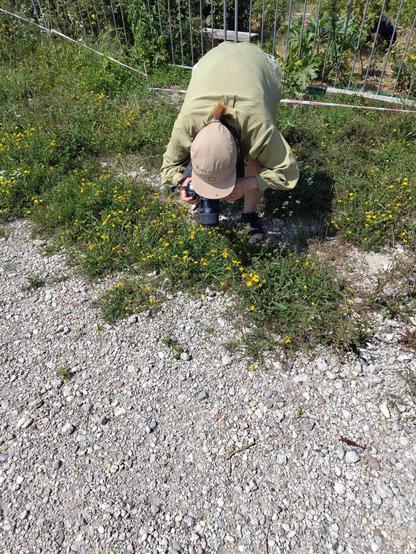 Eine Frau steht gebeugt in einer Blumenwiese und fotografiert mit einer Kamera in die Blumenwiese hinein. Sie trägt eine Kappe und ein Hemd. Im Hintergrund ist ein Zaun.