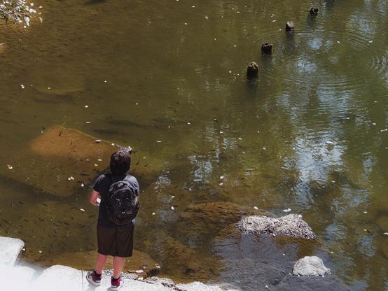 Viewed from above, a person with a dark backpack stands on a concrete edge beside shallow, tea‑green water. Sunlit rocks and sandy patches show through; tiny fish scatter like dashes across the bottom. A ragged line of old wooden posts recedes into ripples at upper right, where reflections of trees shimmer on the surface. Fallen leaves dot the water.