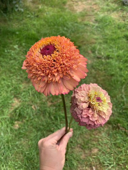 De 2 mooiste Zinnia’s uit een testteelt.