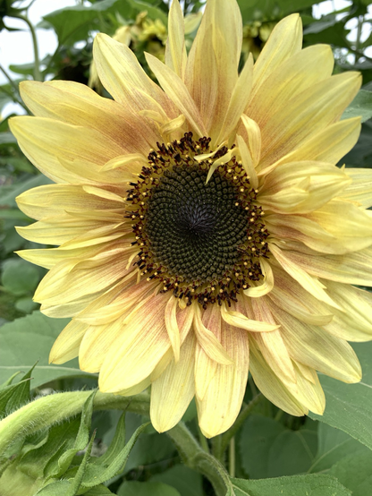 Zonnebloem met extra krulblaadjes