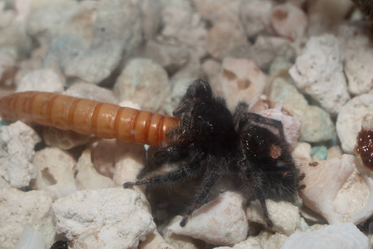 Bold Jumper (Phidippus audax)
