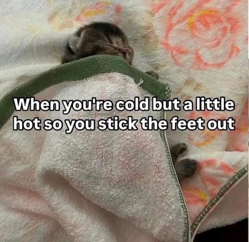 A small cat sleeping with its lil leggy paws out of a rose blanket, the caption says “When you're cold but a little hot so you stick the feet out”