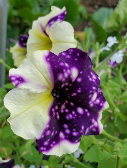 Close-up of a vibrant petunia flower with ivory and deep purple petals. The petals are funnel-shaped with a yellow base, and the purple portion is speckled with white dots. Green foliage forms the blurred background.