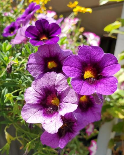Close-up of a cluster of vibrant purple petunia flowers with yellow centers and dark purple throats, growing from lush green foliage.