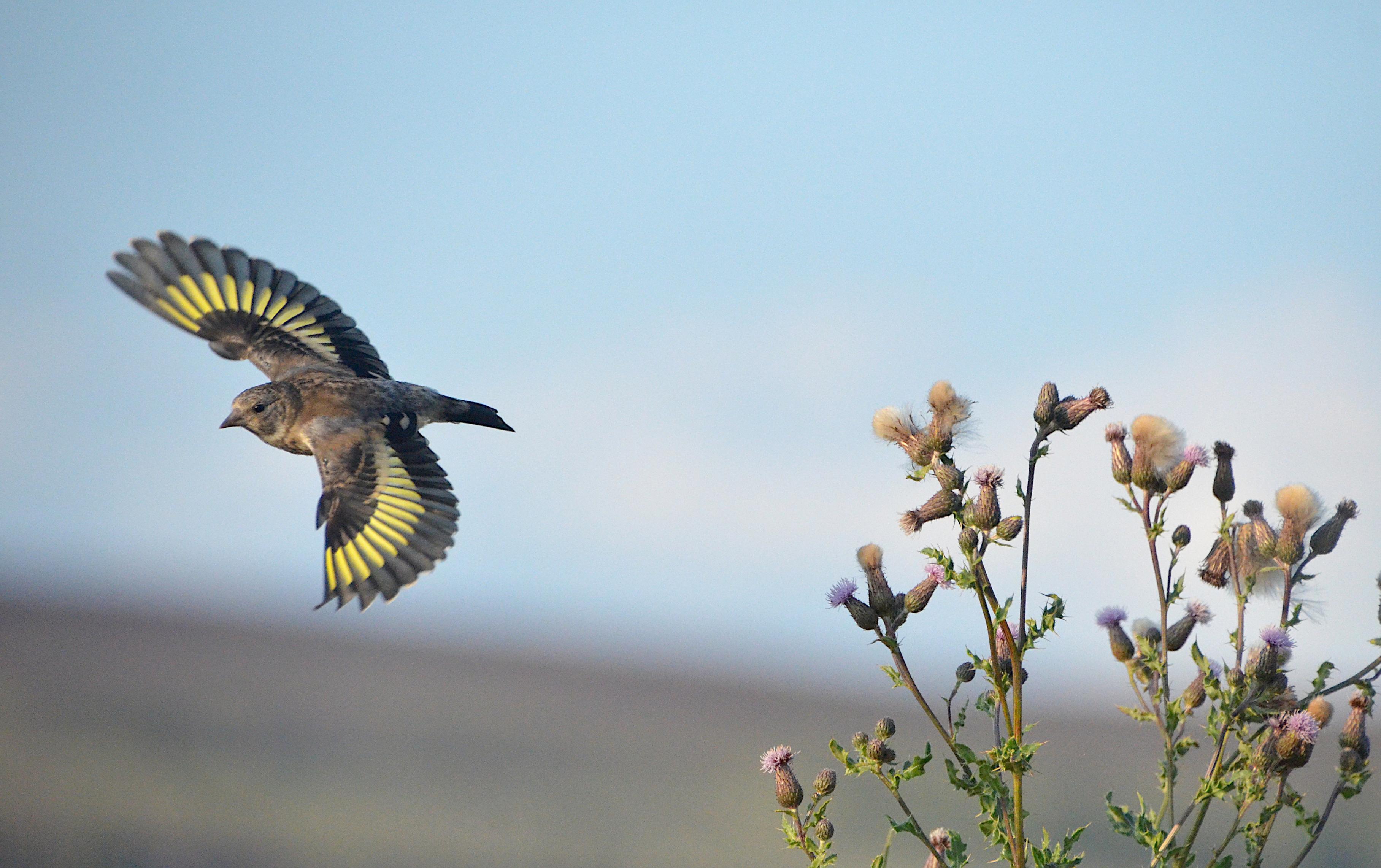 Photograph of a baby goldfinch in flight, perfect spred of it's gorgeous black and gold wings, a thistle is to the right, a blurred skyline with a pale blue sky behind