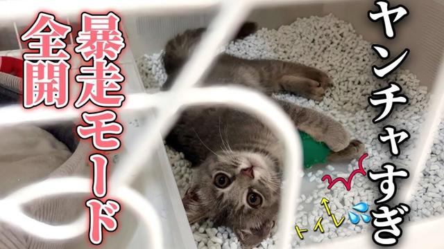 ゴミの中から保護した子猫がやんちゃすぎて困りました💦