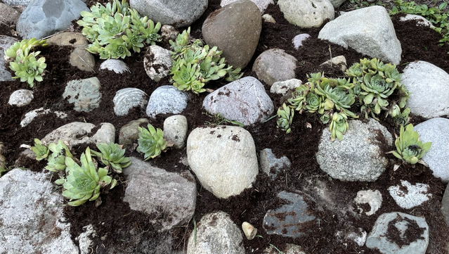 A rock garden with hens n chicks plants.