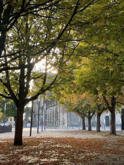 Sunrays through the trees, with brown leaves on the ground in autumn in Magdeburg, Germany