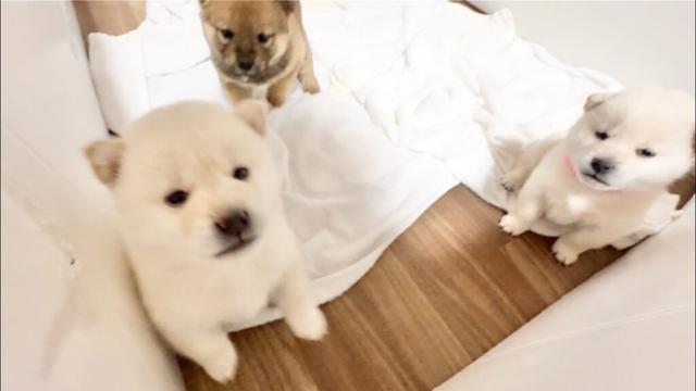 【柴犬 子犬】好奇心旺盛すぎて自由すぎる子犬