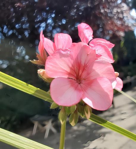 Close-up shot of a pink geranium flower in full bloom, with delicate petals radiating from a central point, set against a blurred background of green foliage and sunlight. The flower is supported by a green stem with emerging buds and accompanied by vibrant green leaves striped with yellow.