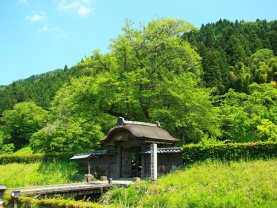 好き＆行ってみたい「福井県の森林浴スポット」ランキング！ 2位「一乗谷朝倉氏遺跡」を抑えた1位は？【2025年調査】 - All About ニュース