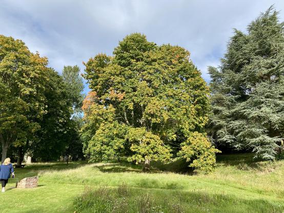 This shows a serene, sun-dappled landscape featuring a lush green meadow bordered by a variety of tall, leafy trees. The trees display a mix of vibrant green foliage with hints of early autumnal hues, as some leaves begin to turn shades of orange and yellow. Dappled sunlight filters through the partially cloudy sky, casting gentle shadows across the grassy terrain. On the left, a person dressed in a blue jacket walks away from the camera, adding a sense of scale and quiet movement to the scene. A small, low brick structure, possibly part of an old wall or garden feature, rests near the path. The grass is slightly overgrown in places, lending a natural, unmanicured charm to the landscape. In the background, dense clusters of trees create a contrast between light and shadow, enhancing the depth and tranquility of the setting. The overall atmosphere evokes a peaceful, late-summer or early-autumn day, inviting quiet reflection amid nature's beauty.
