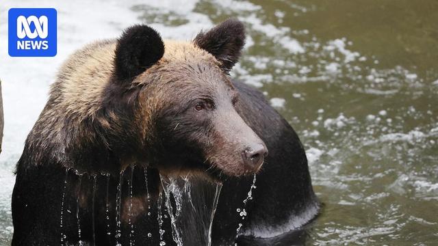 Hiker found dead after brown bear attack on trail in northern Japan, officials say