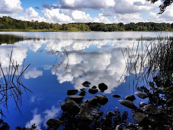 A wide-angle, low-shot photograph of a serene lake reflecting a bright blue sky with large fluffy clouds. The foreground shows rocks and reeds partially submerged in the water, with a lush green forest visible on the far bank under the horizon.