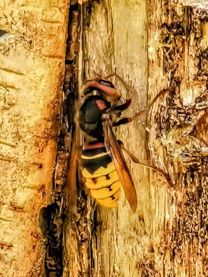 Nahaufnahme einer Hornisse. Sie sitzt an einem aufrecht stehenden Totholzstamm. Sie ist von oben fotografiert.