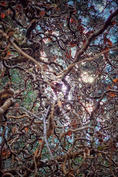 A low-angle, close-up shot of a dense, intricate network of tangled and twisted tree branches. The sunlight shines through the gaps, creating bright lens flares and illuminating some of the scattered brown leaves. The background is a mix of green leaves and a bright blue sky. The image has a warm, slightly surreal feel.