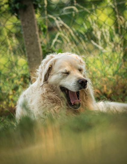 DE: Eine etwas untersichtige Aufnahme eines Golden Retrievers, der in der Sommerabendsonne im Gras liegt und herzhaft gähnt.

EN: A slightly low-angle shot of a golden retriever lying in the grass in the summer evening sun and yawning heartily.