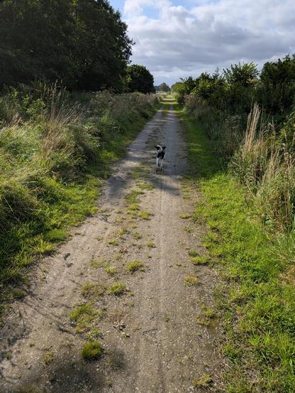Das Foto zeigt einen schmalen Feld- bzw. Waldweg, der sich gerade durch eine grüne Landschaft zieht. Links und rechts des Weges wachsen hohes Gras, Büsche und Bäume. Am Himmel sind viele Wolken zu sehen, durch die aber stellenweise die Sonne scheint, sodass Teile der Szene hell beleuchtet werden. In der Mitte des Weges läuft ein kleiner Hund, der sich von der Kamera weg bewegt. Die Stimmung wirkt ruhig und natürlich, fast wie bei einem gemütlichen Spaziergang auf dem Land.