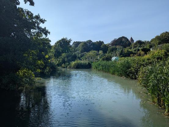 The view of the pond in the other direction (I'm standing in the middle of a wooden footbridge). Allotment gardens can be seen climbing the hill above the far bank 🪏🫜🧄👨‍🌾