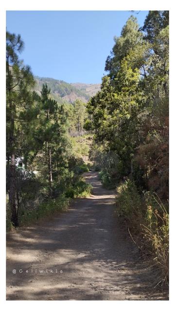 Camino de tierra central con leves marcas de rodadura flanqueado por pinos, brezos y arbustos. Al fondo se dislumbra la cordillera. Está despejado. El sol y los árboles dibujan sombras en el camino